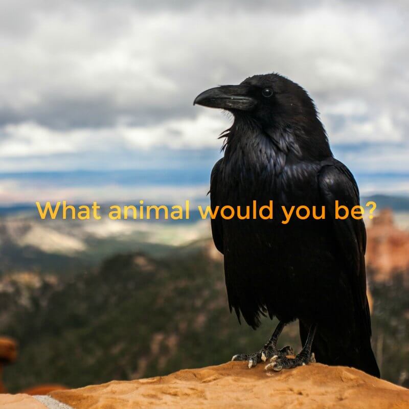 Ask trusted friends for feedback about who you are - what kind of animal would you be?