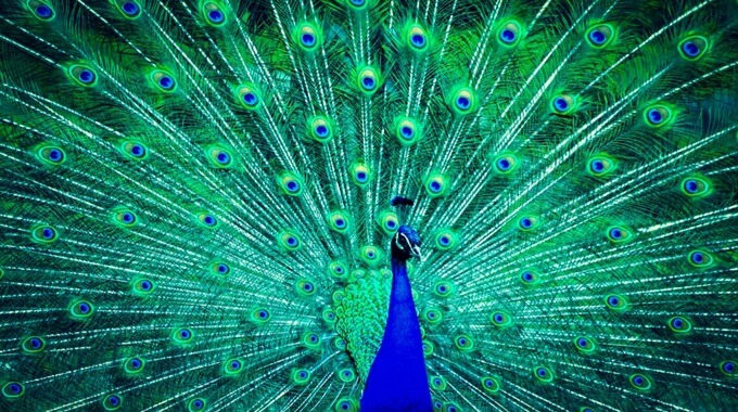 Peacocks are colourful and appear extraverted - do all extraverts wear colour and introverts wear neutrals? discover what our research has found and which of the 16 personality types (Myers Briggs) wears colour and which don't